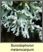 Bunodophoron melanocarpum