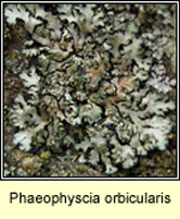 Phaeophyscia orbicularis