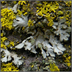 Phaeophyscia orbicularis