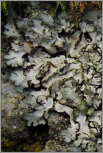 Phaeophyscia orbicularis