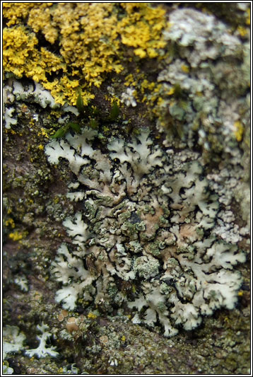 Phaeophyscia orbicularis