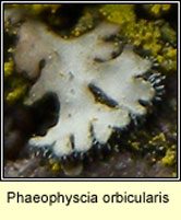 Phaeophyscia orbicularis