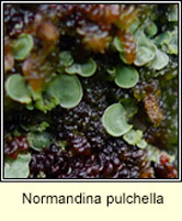 Normandina pulchella