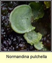 Normandina pulchella