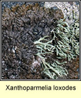 Xanthoparmelia loxodes