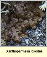 Xanthoparmelia loxodes