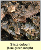 Sticta dufourii