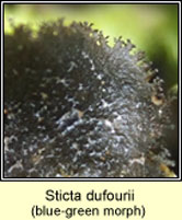 Sticta canariensis dufourii