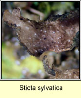 Sticta sylvatica