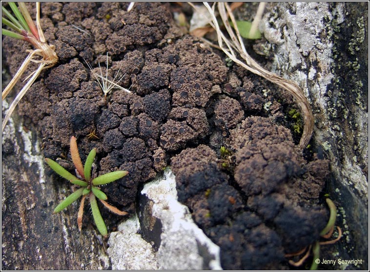 Vahliella leucophaea, Fuscopannaria leucophaea