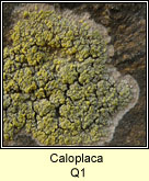 Caloplaca Q1