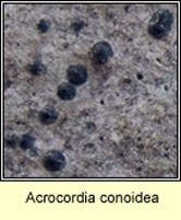 Acrocordia conoidea