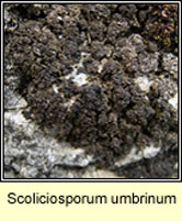 Scoliciosporum umbrinum