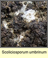 Scoliciosporum umbrinum