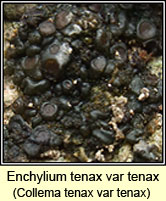 Enchylium tenax var tenax, Collema tenax var tenax