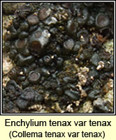 Collema tenax var tenax