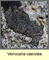 Verrucaria caerulea