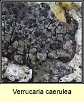 Verrucaria caerulea