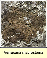 Verrucaria macrostoma