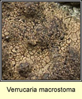 Verrucaria macrostoma