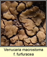 Verrucaria macrostoma f furfuracea