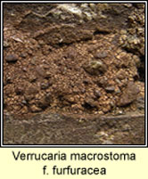 Verrucaria macrostoma f furfuracea