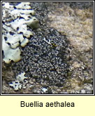 Buellia aethalea