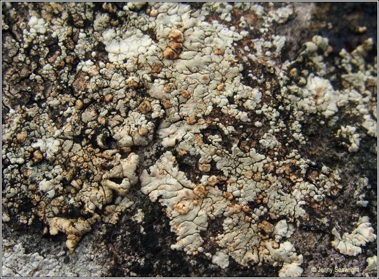 Placopsis lambii