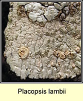 Placopsis lambii