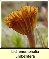 Lichenomphalia umbellifera