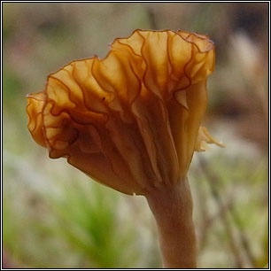 Lichenomphalia umbellifera