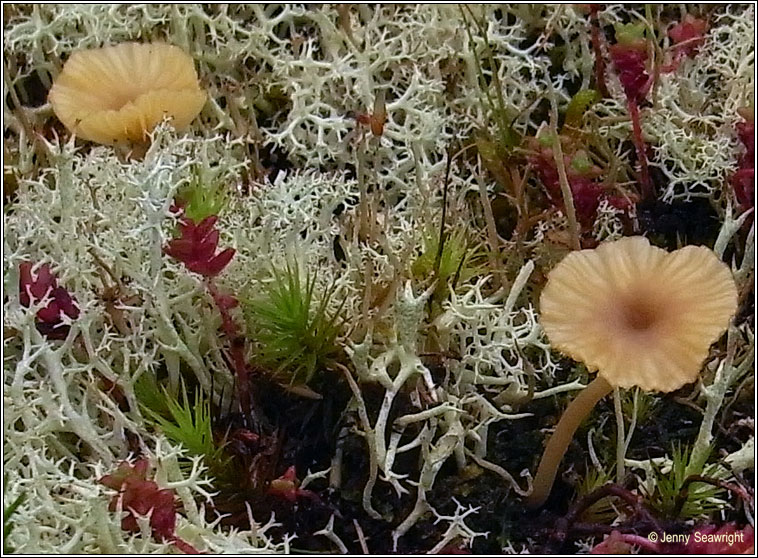 Lichenomphalia umbellifera