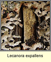 Lecanora expallens