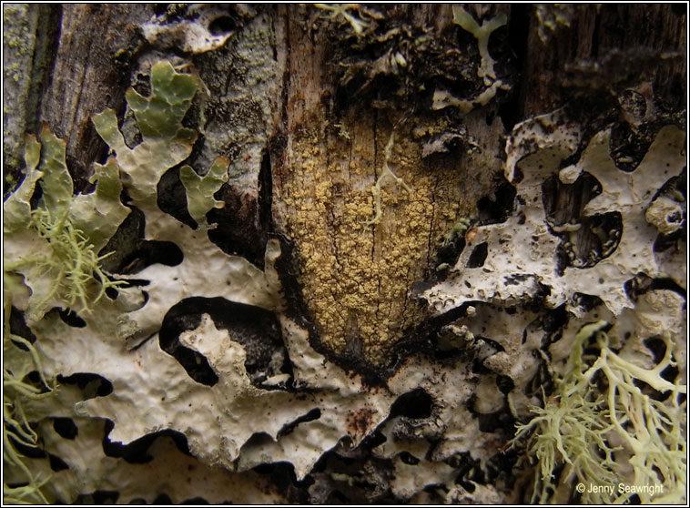 Lecanora expallens