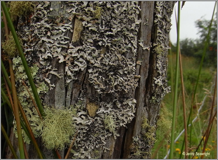 Lecanora expallens