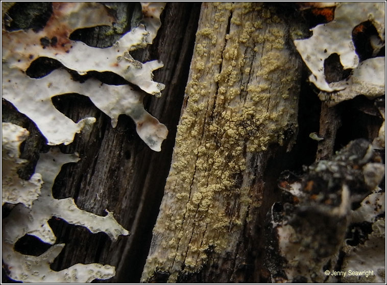 Lecanora expallens