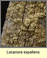 Lecanora expallens