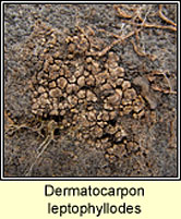 Dermatocarpon leptophyllodes