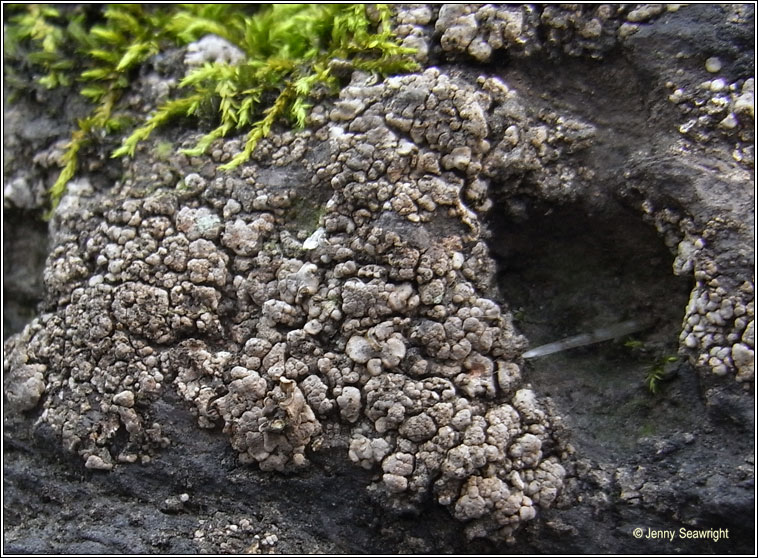 Dermatocarpon leptophyllodes