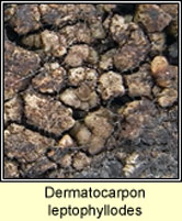 Dermatocarpon leptophyllodes