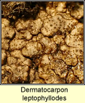 Dermatocarpon leptophyllodes