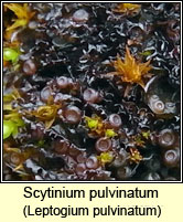 Scytinium pulvinatum, Leptogium pulvinatum