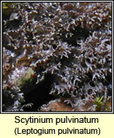 Leptogium pulvinatum