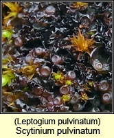 Scytinium pulvinatum, Leptogium pulvinatum
