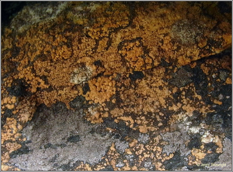 Opegrapha gyrocarpa