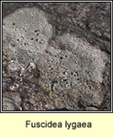Fuscidea lygaea