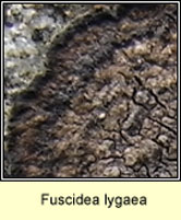 Fuscidea lygaea