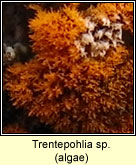 Trentepohlia (Algae)