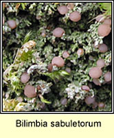 Bilimbia sabuletorum