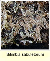 Bilimbia sabuletorum